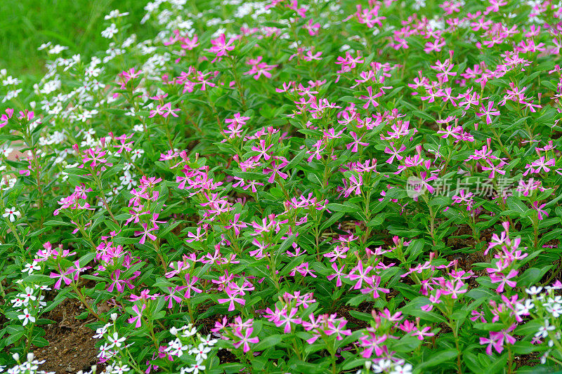 玫瑰卡萨兰花/长春花/一年生长春花